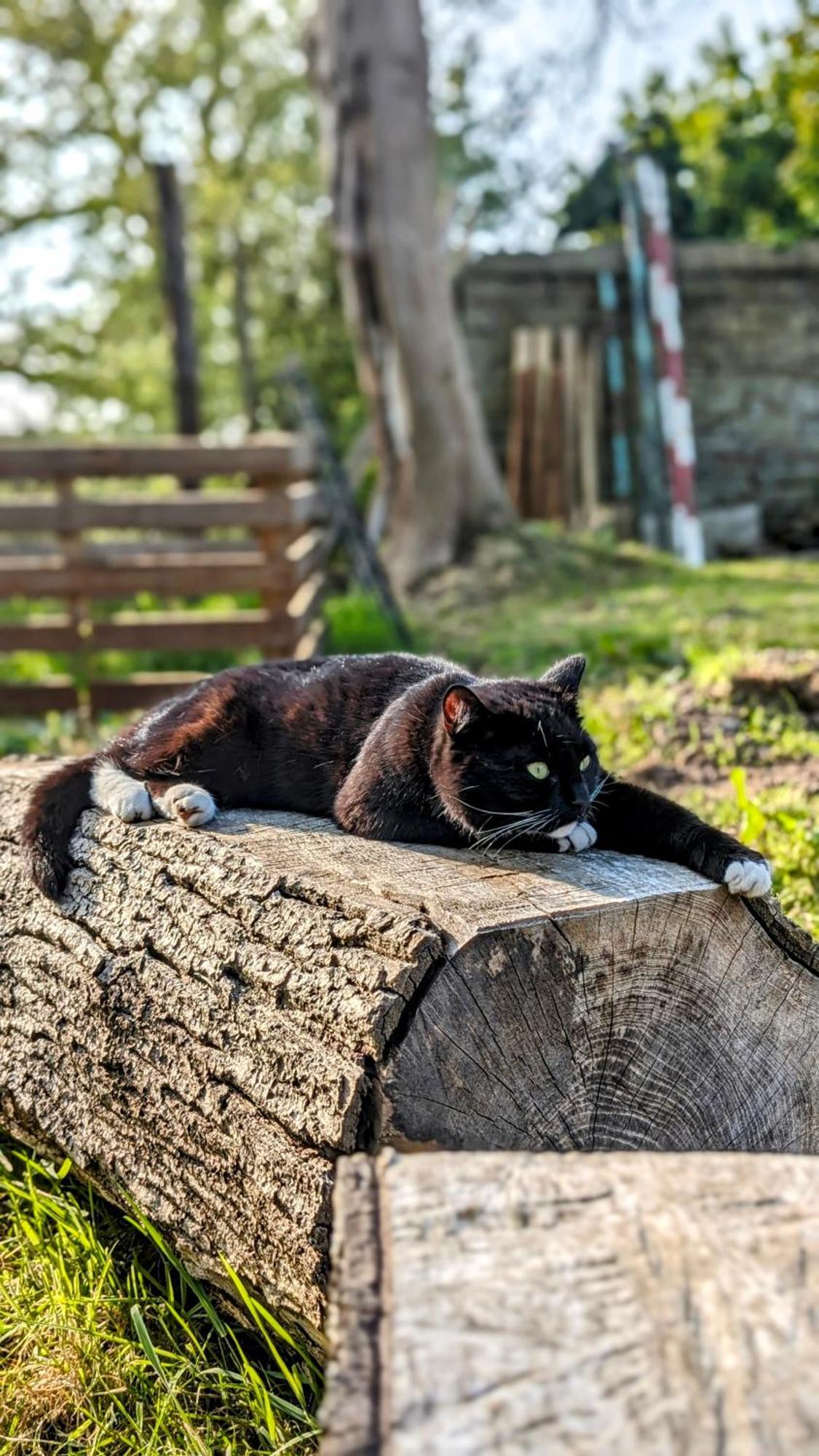 Вілла Emlyn'S Coppice - Luxury Woodland Glamping Холівелл Екстер'єр фото